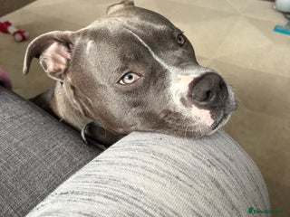 American Bully dogs for sale - Advert 1