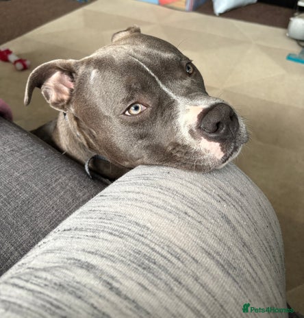 American Bully dogs - Advert 1