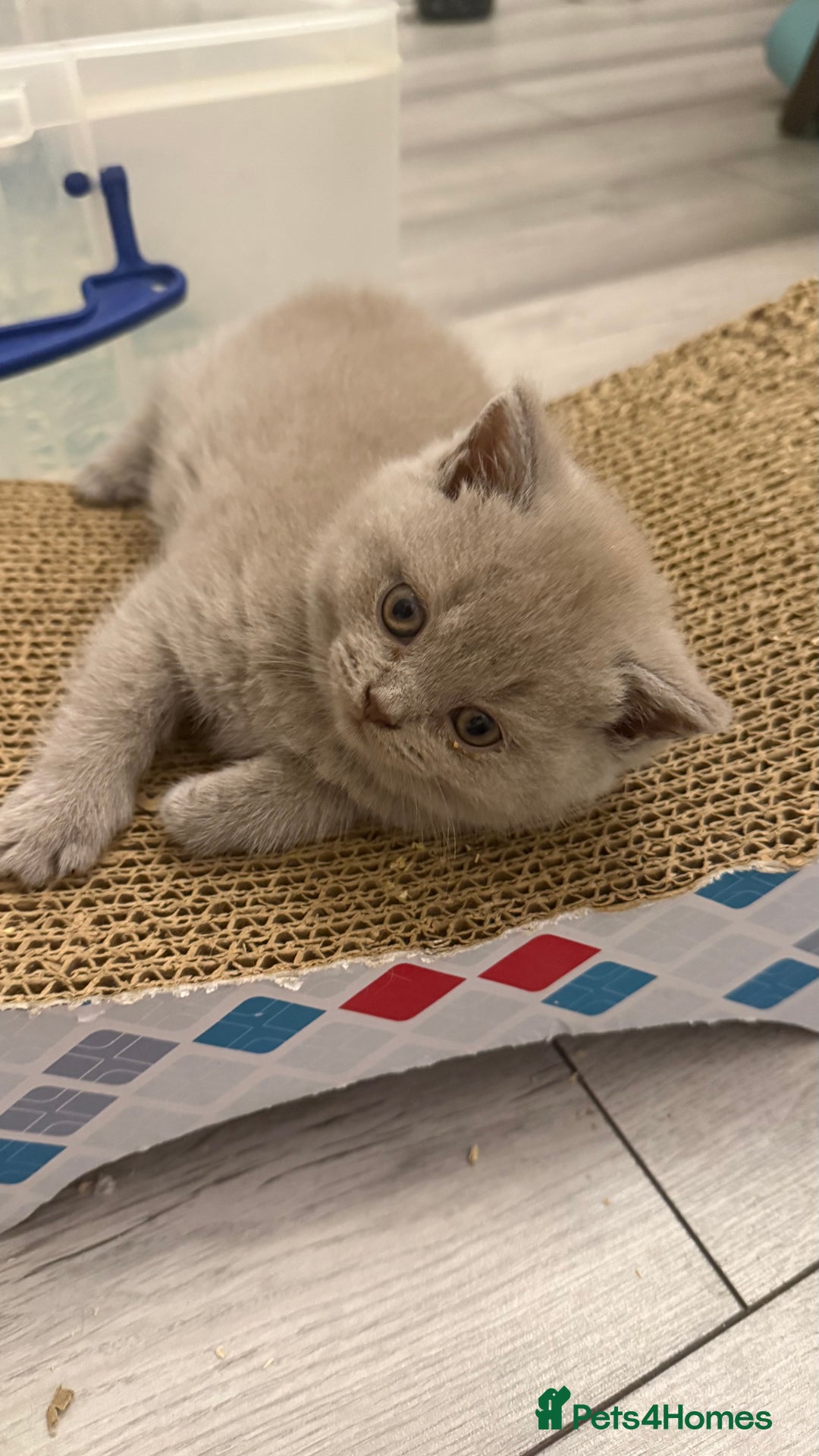 British Shorthair cats for sale: Price reduced Reg gccf Liliac BSH two female  - Image 16