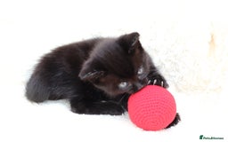 Mixed Breed cats for sale: Adorable Kittens  - Image 16