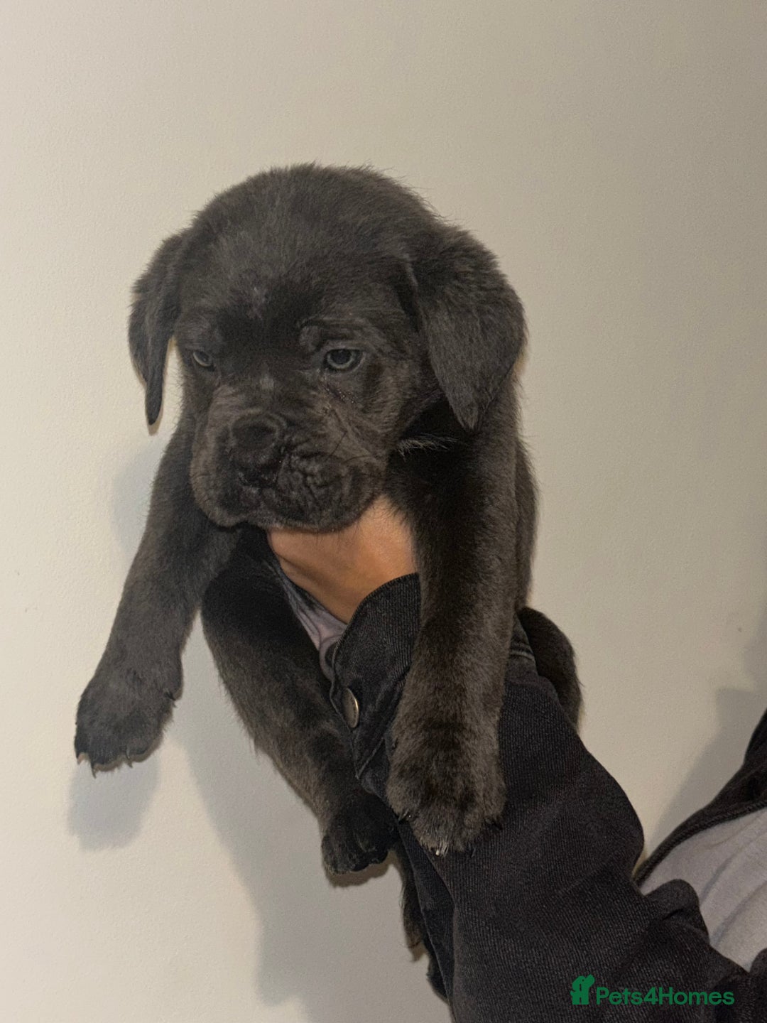 Cane Corso dogs for sale: Cane Corso Puppies **5 Male 2Female Left** - Advert 15