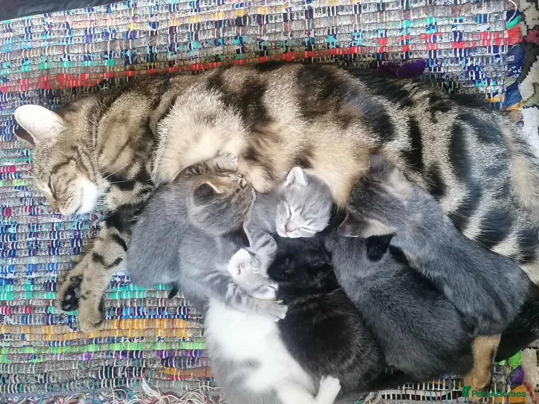 Mixed Breed cats for sale: Adorable kittens  - 8 weeks old - various colours in Chertsey - Advert 2