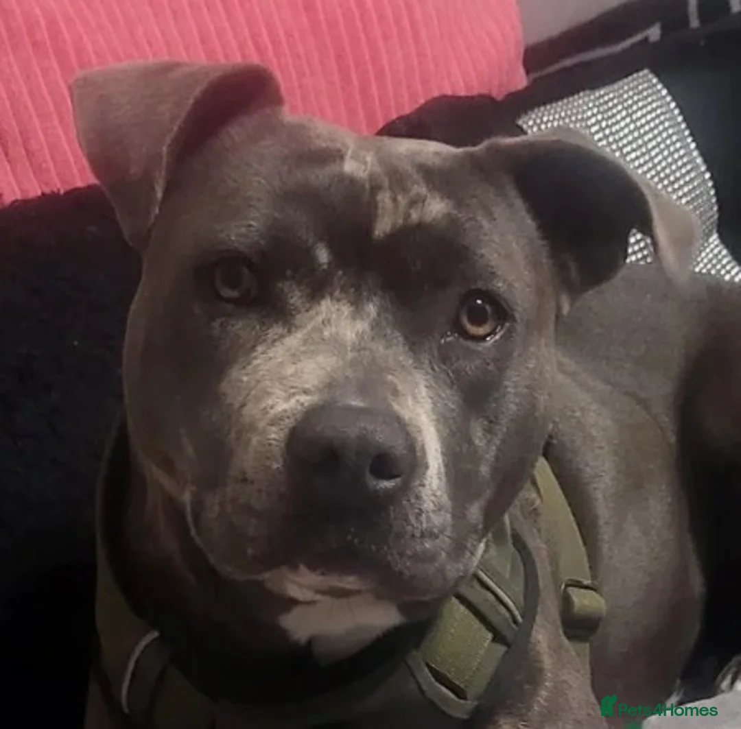 Staffordshire Bull Terrier dogs for sale: Merle Staffordshire bully  in Peterborough - Advert 2