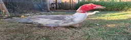 Ducks poultry for sale: Lavender Muscovy ducklings for sale, unsexed - Advert 3