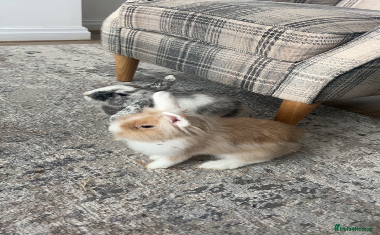 Dwarf Lop rabbits - Advert 10