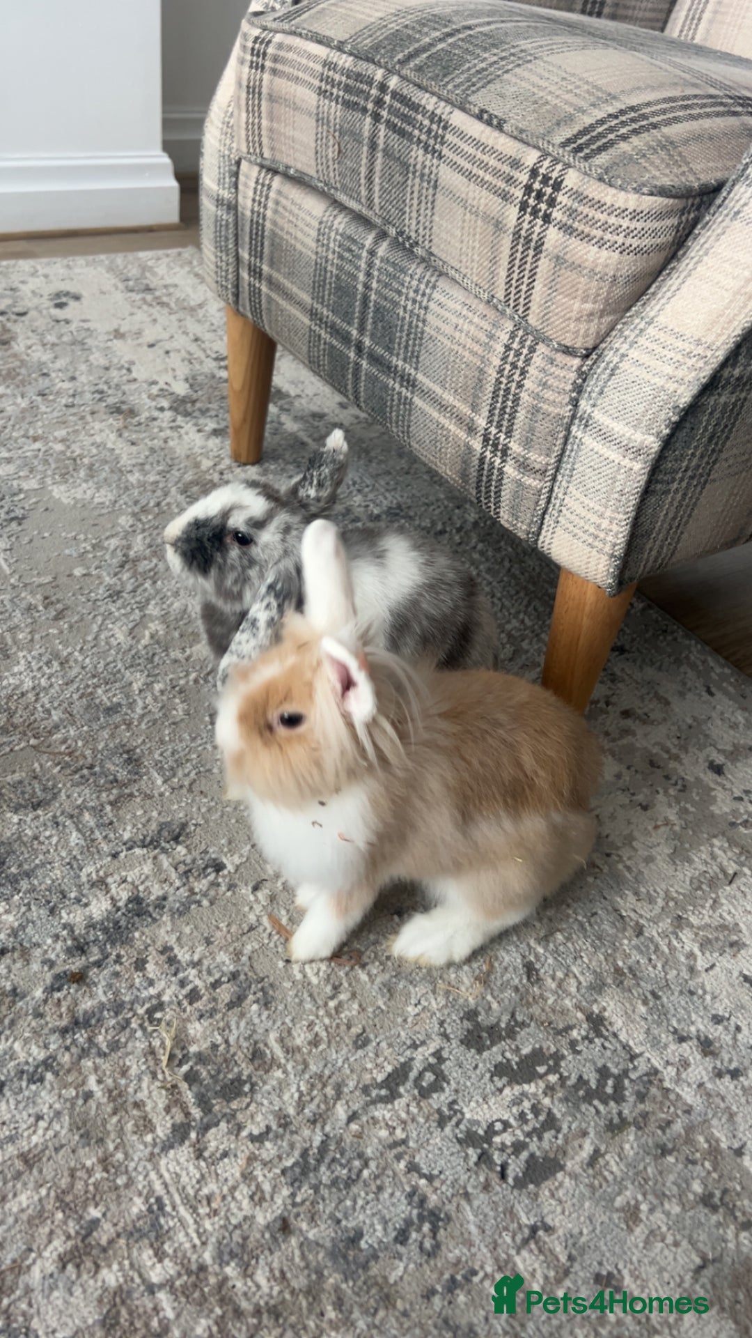 Dwarf Lop rabbits for sale: Mini lop and lion head  - Image 1