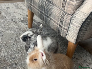 Dwarf Lop rabbits - Advert 18