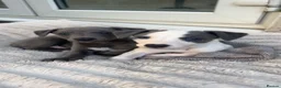 Whippet dogs for sale: Stunning kc whippet puppy’s  - Advert 5