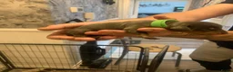 Dachshund dogs for sale: Dachshund Pupies(Loverly Colours) - Advert 5