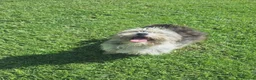 Mixed Breed dogs for adoption: Scruffy for adoption in Cirencester - Advert 4