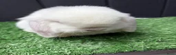 Mini Lop rabbits for sale: Mini lops available ready to leave now  - Advert 6