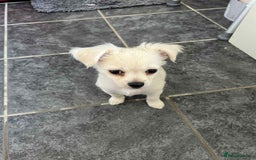 Chihuahua dogs for sale: Long haired chihuahua  - Image 6