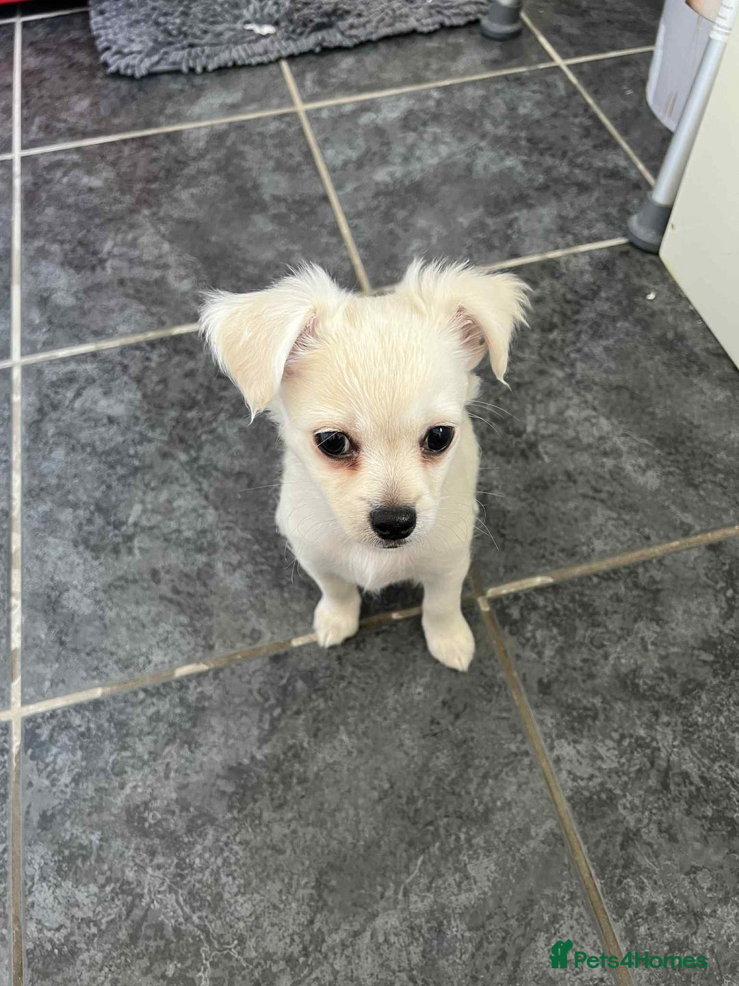 Chihuahua dogs for sale: Long haired chihuahua  - Image 6