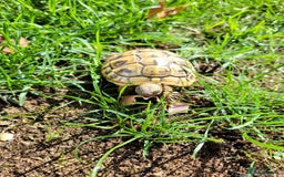 Hermann Tortoise reptiles for sale: Hermann's 2024 hatchlings for sale £130 - Image 4