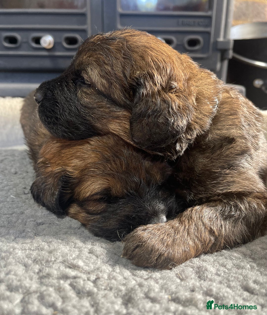 Bernedoodle dogs for sale: Beautiful Bernedoodle babies  - Advert 23