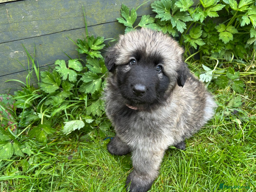 German Shepherd dogs for sale: KC Long Coats Ready To Leave Soon!  - Image 17