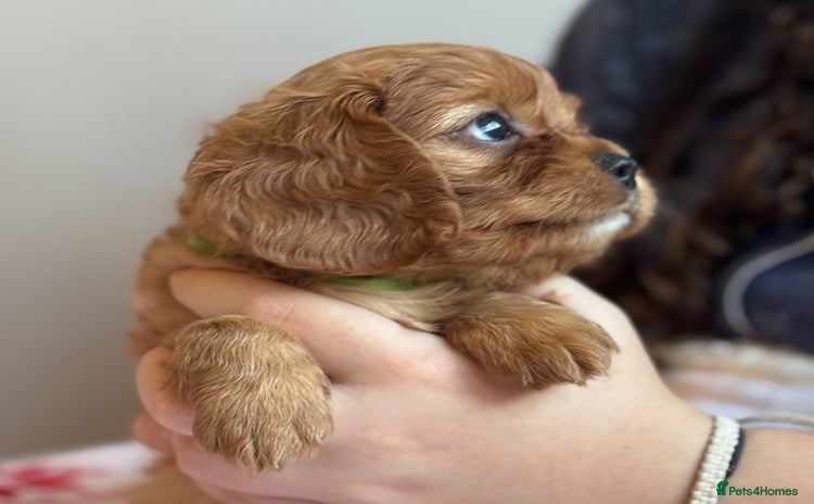 Cavalier King Charles Spaniel dogs - Advert 6