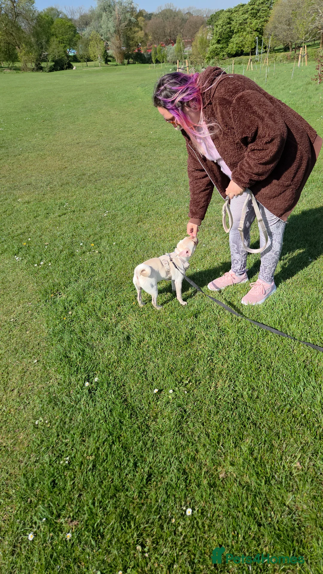 Pug dogs for sale: Stunning pug girl  in Plymouth - Advert 2