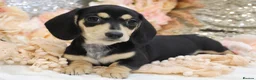 Miniature Dachshund dogs for sale: KC Miniature Dachshund Puppies - Advert 7