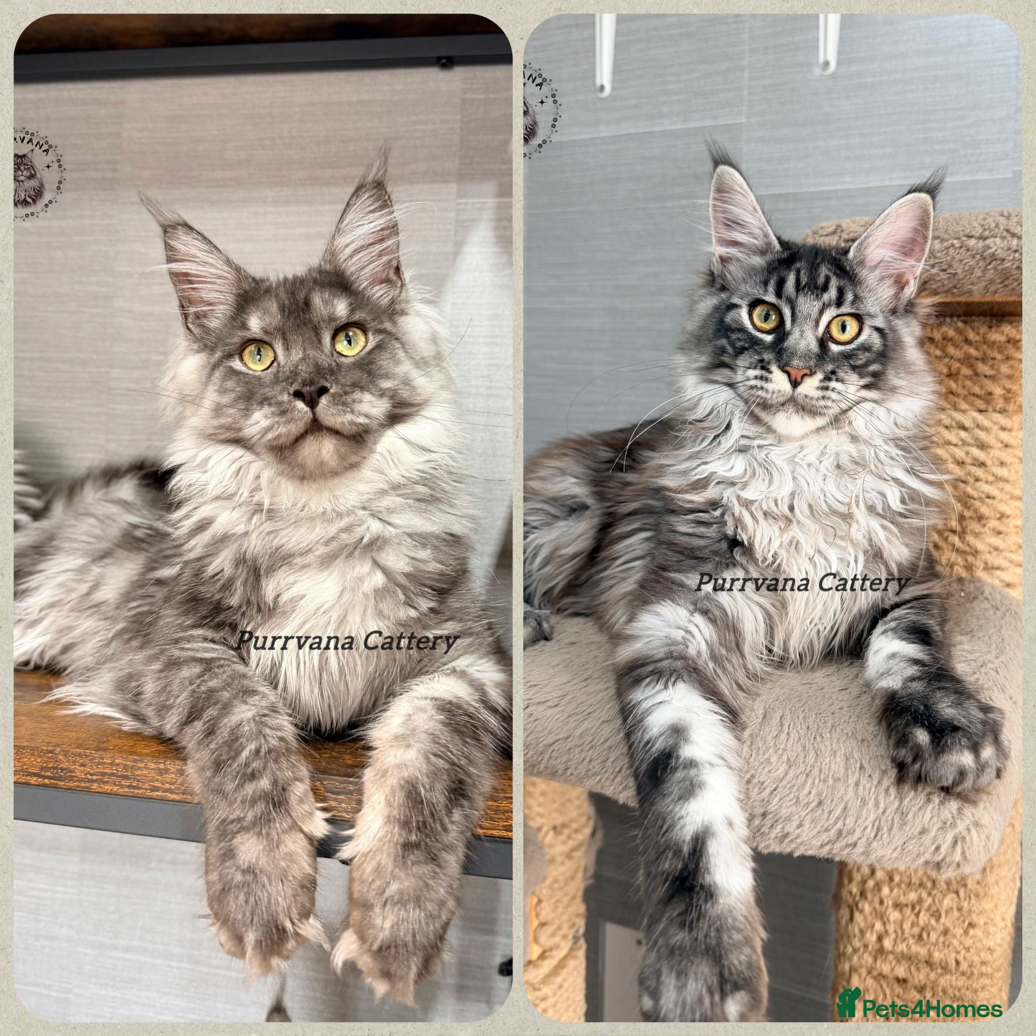 Maine Coon cats TICA registration Maine coon kittens Ready Now - Advert 1