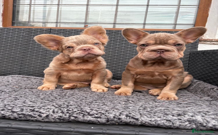 French Bulldog dogs - Advert 2