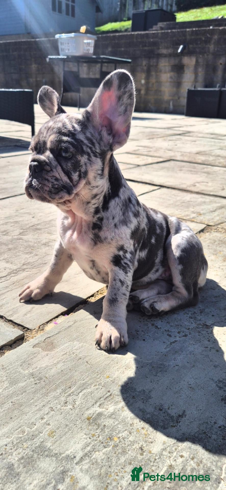 French Bulldog dogs Last adorable Girl for her forever home. - Advert 2