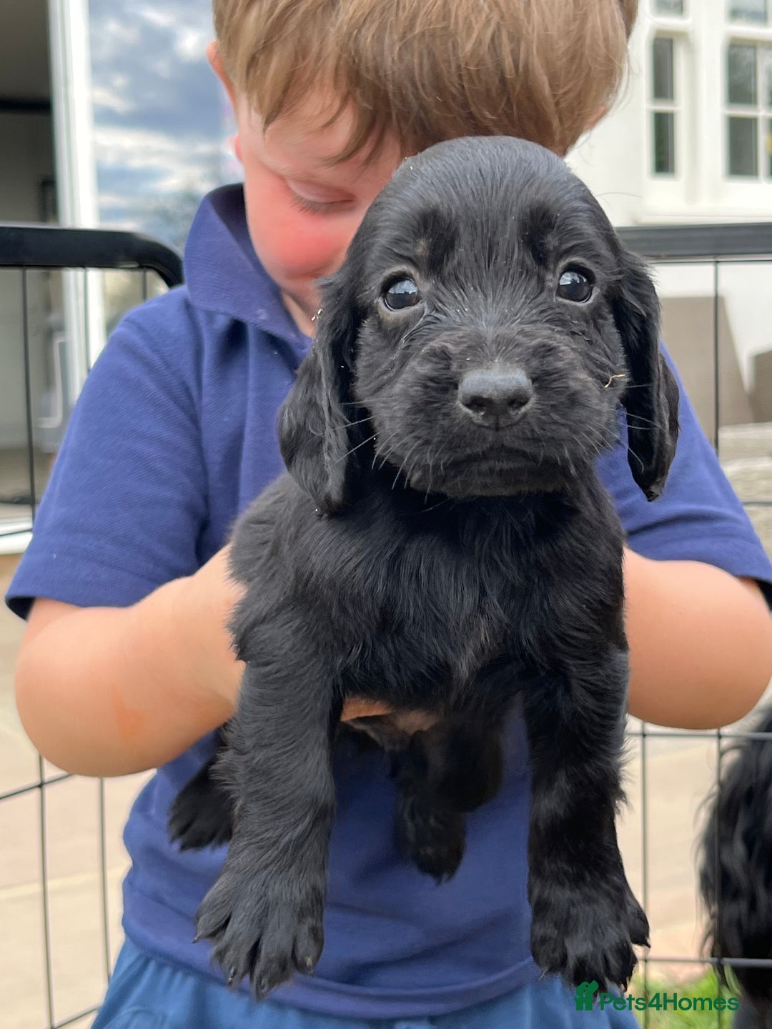 Cocker Spaniel dogs for sale: Black working cocker puppies - Image 4