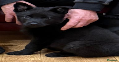 German Shepherd dogs - Advert 2