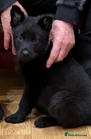 German Shepherd dogs - Advert 2