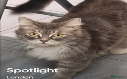 British Longhair cats for sale: Fluffy and Beautiful Kittens Seeking Forever Homes - Image 1
