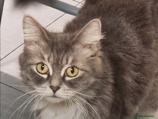 British Longhair cats - Advert 1