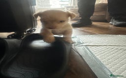 Mixed Breed dogs for sale: 1 Male Pup left - Image 4