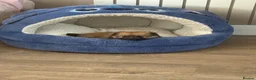 Pomeranian dogs for sale: POMERANIAN PUPPY. LAST GIRL AVAILABLE  - Advert 3