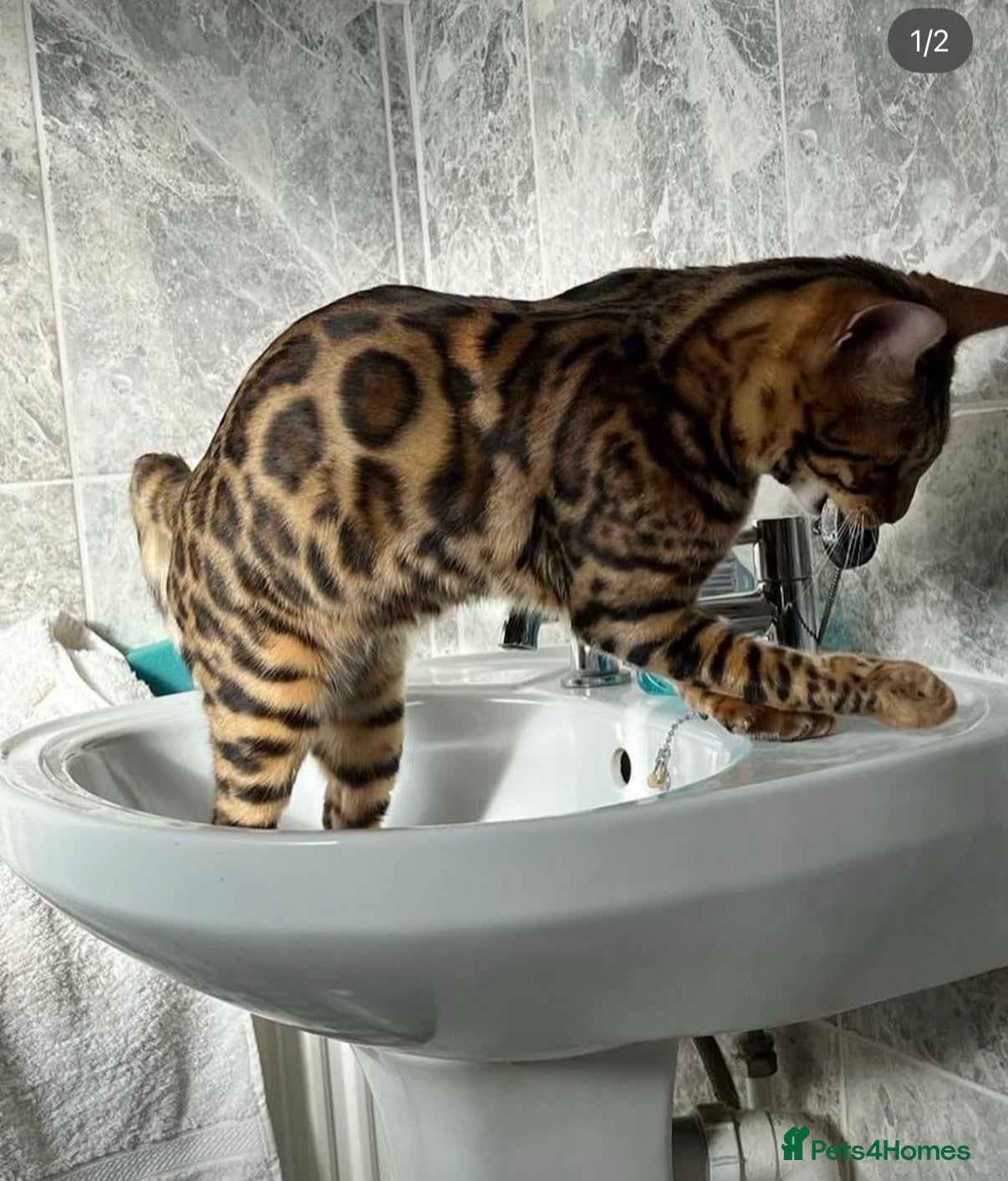 Bengal cats Beautiful 6 year old Bengal Boy - Advert 2