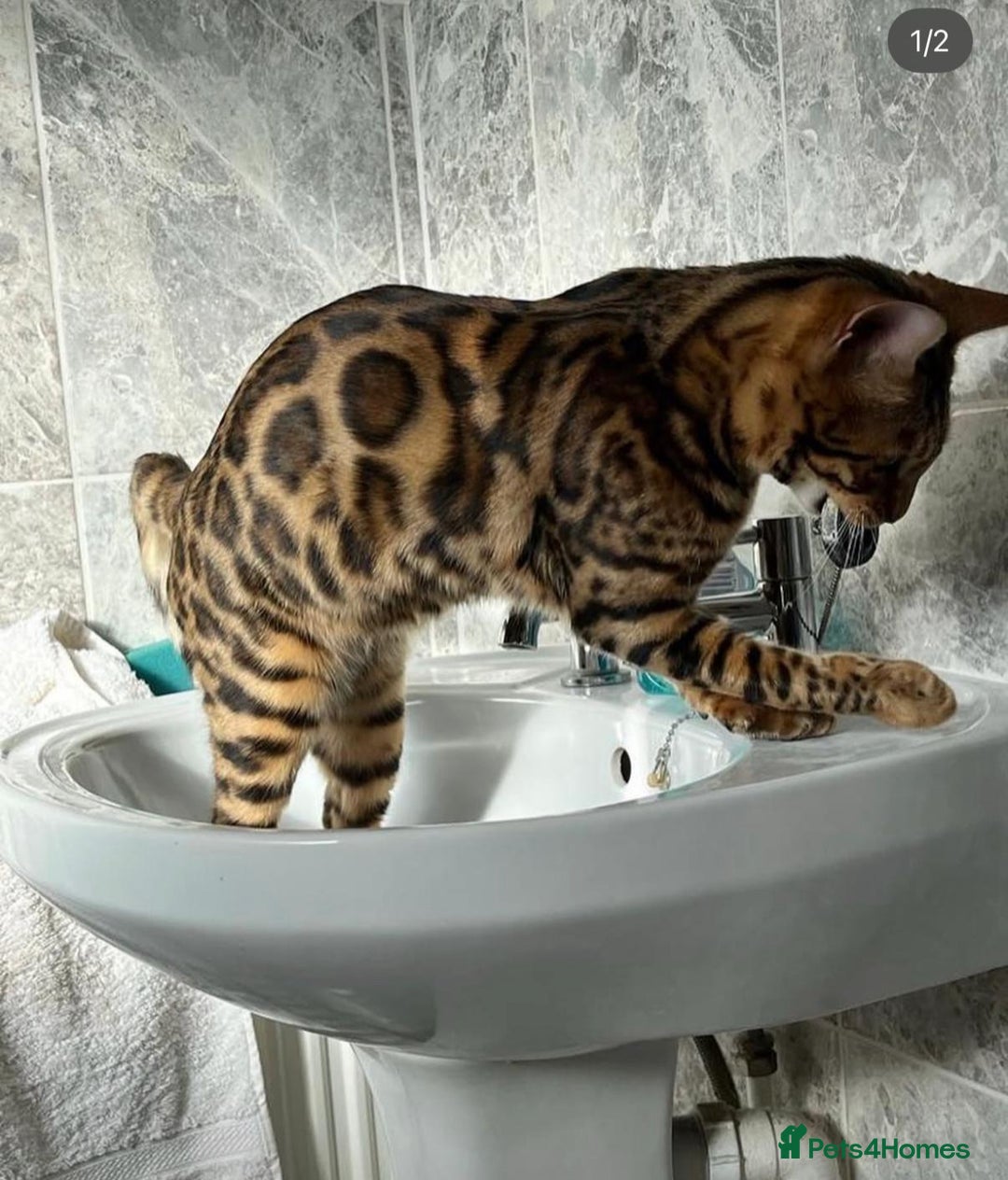 Bengal cats for sale: Beautiful 6 year old Bengal Boy - Advert 1