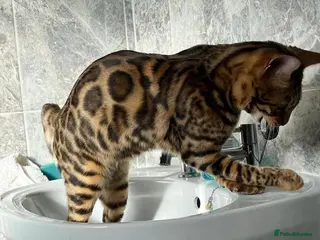 Bengal cats Beautiful 6 year old Bengal Boy - Advert 15