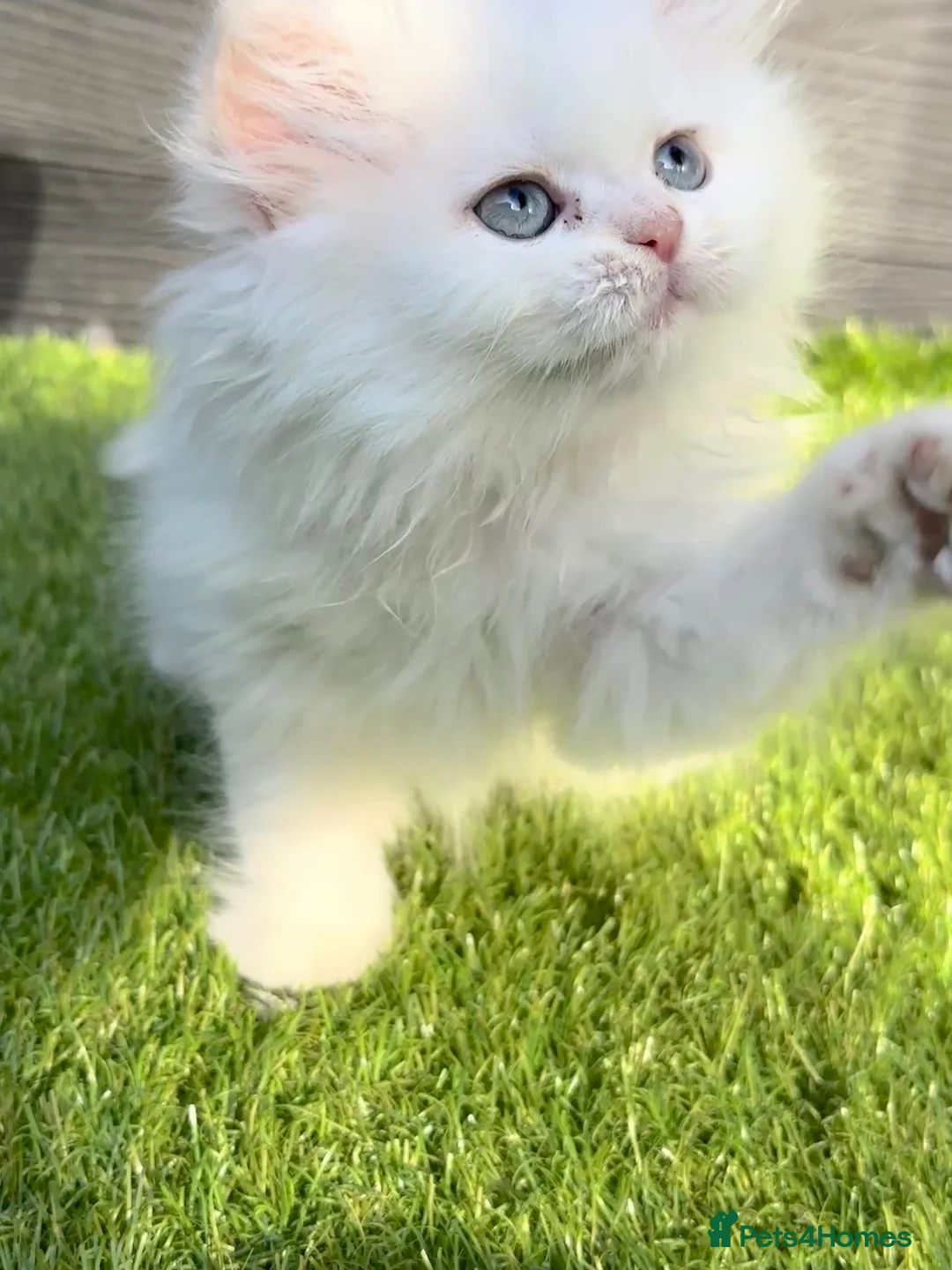 Persian cats for sale: 🤍🐾 Beautiful Fluffy White Kitten blue eyes 🐾🤍 - Advert 2