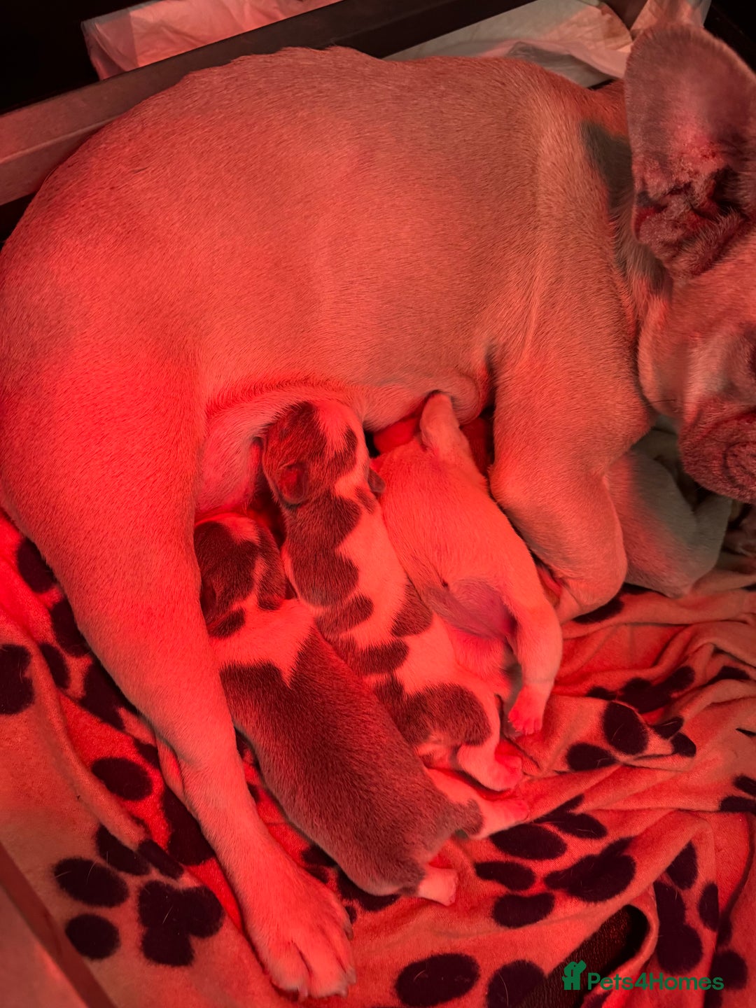 French Bulldog dogs for sale: French bull dog - Image 10