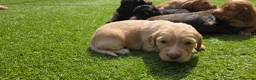 Cocker Spaniel dogs for sale: Mr Grant Duffy - Advert 7
