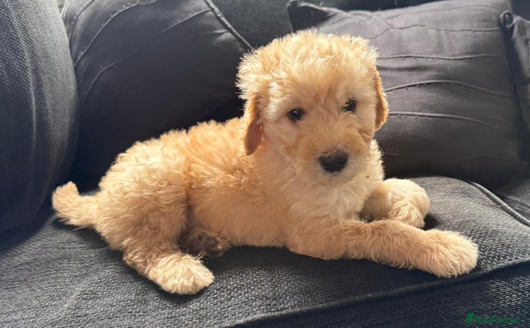 Goldendoodle dogs - Advert 1