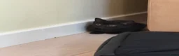 British Shorthair cats for sale: British shorthair mixed kittens looking for homes - Advert 17