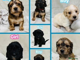Mixed Breed dogs - Advert 2