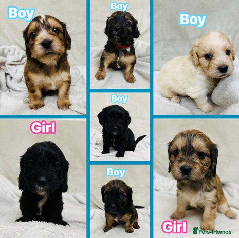 Mixed Breed dogs - Advert 4