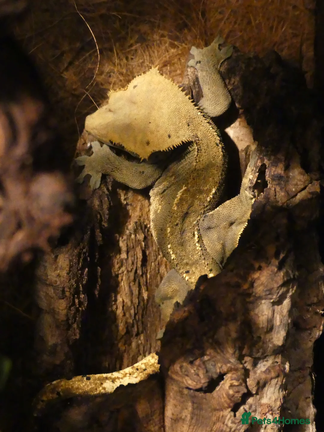 Gecko reptiles for sale: Crested Geckos with bioactive terrarium - Advert 2