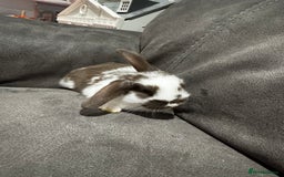 Mini Lop rabbits for sale: Stunning Mini Lop Bucks  - Image 13