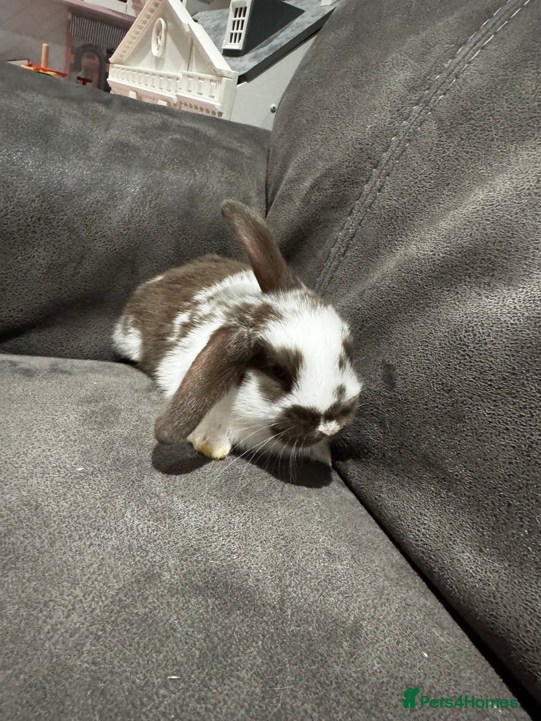 Mini Lop rabbits for sale: Stunning Mini Lop Bucks  - Image 13