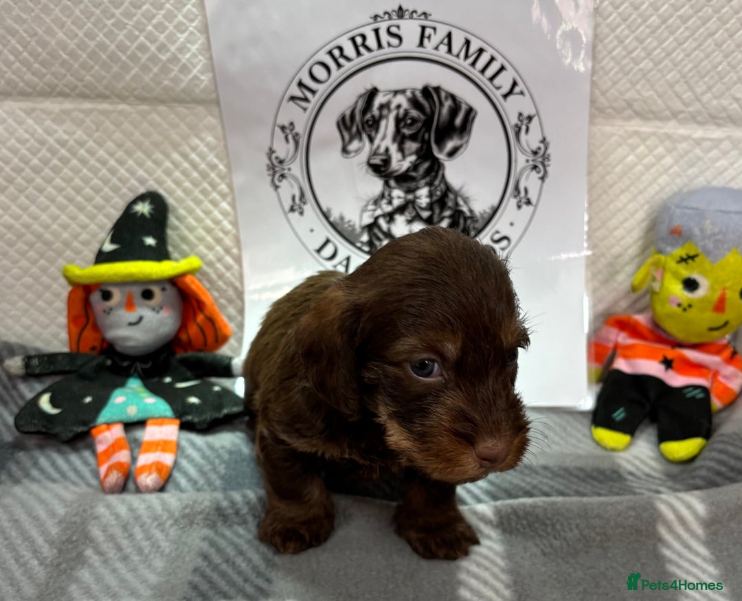 Miniature Dachshund dogs for sale: Stunning miniature wire haired dachshunds  - Image 14