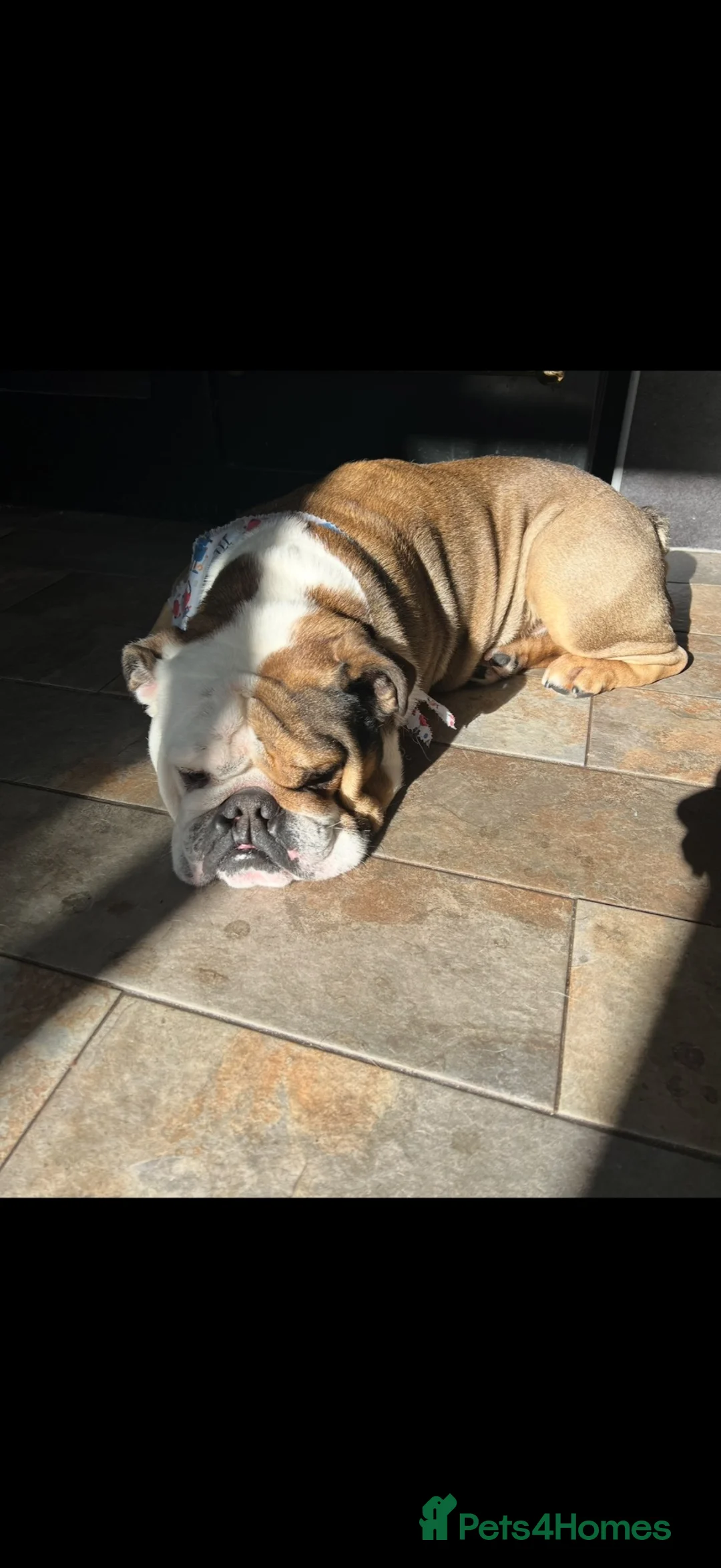 English Bulldog dogs for sale: English Bulldog  - Advert 1
