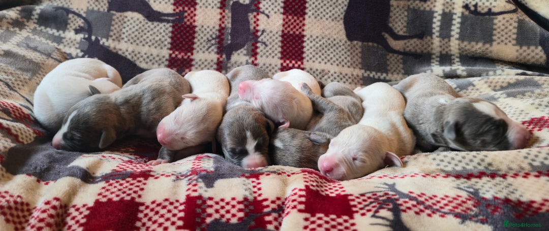 Whippet dogs for sale: KC Registered Small Whippet Puppies - Advert 12