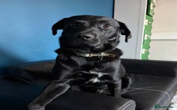 Labrador Retriever dogs for sale: Loveable Labrador Cross  - Image 1